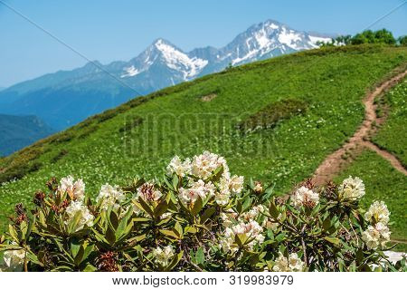 White Rhododendron Blossoms And High Mountains With Snowy Peaks. Rhododendron Caucasicum