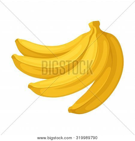 Four Bananas In A Bunch. Vector Illustration On A White Background.