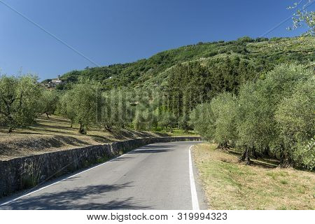Rural Landscape Near Pescia And Borgo A Buggiano, Pistoia, Tuscany, Italy, At Early Spring With Oliv