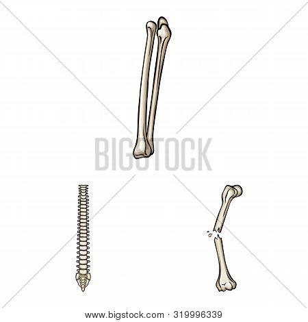 Vector Illustration Of Bone And Skeleton Icon. Set Of Bone And Human Vector Icon For Stock.