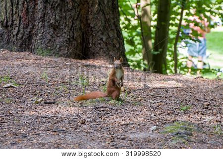 A Brown Squirrel With A White Breast Warily Looks Out For Danger, Animals In Nature Look For Food An