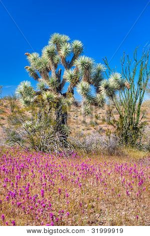 Joshua Tree