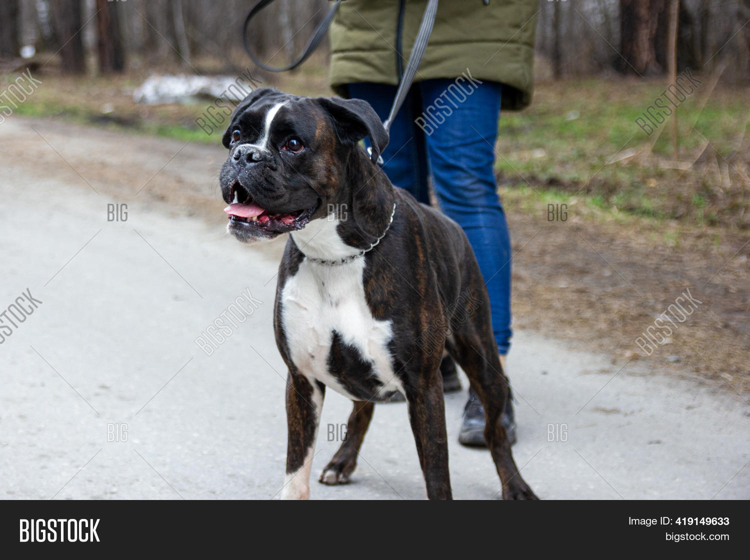 Boxer Dog Walk Owner. Image & Photo (Free Trial) Bigstock