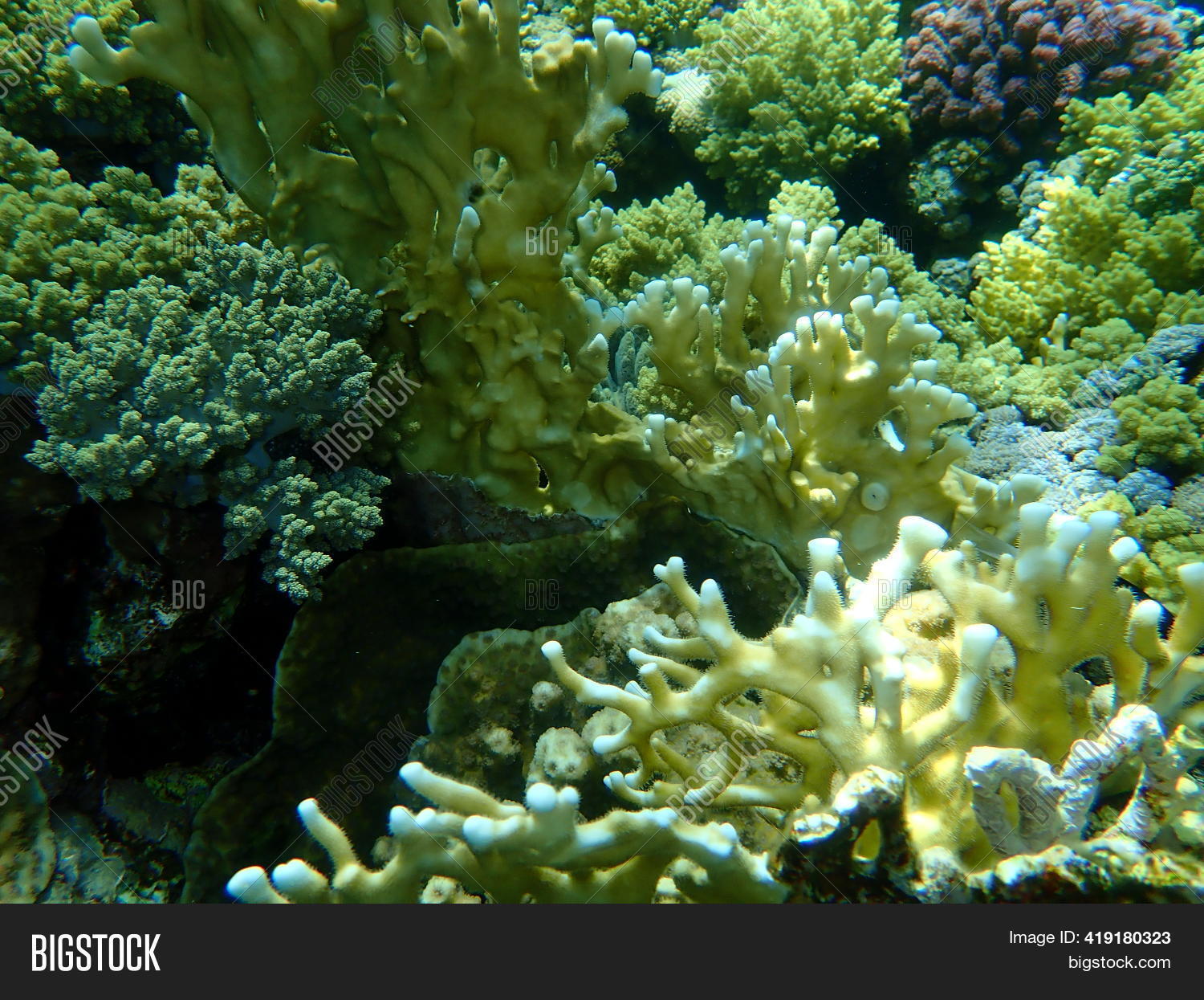Net Fire Coral ( Image & Photo (Free Trial) Bigstock