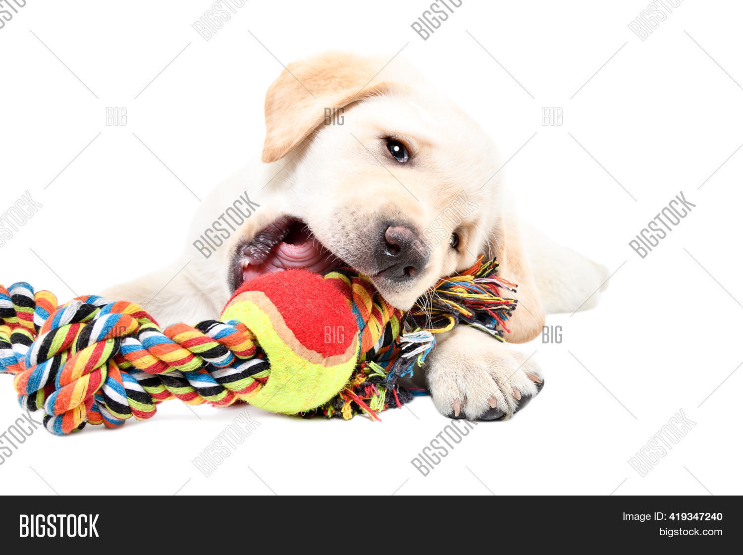 labrador puppy chewing