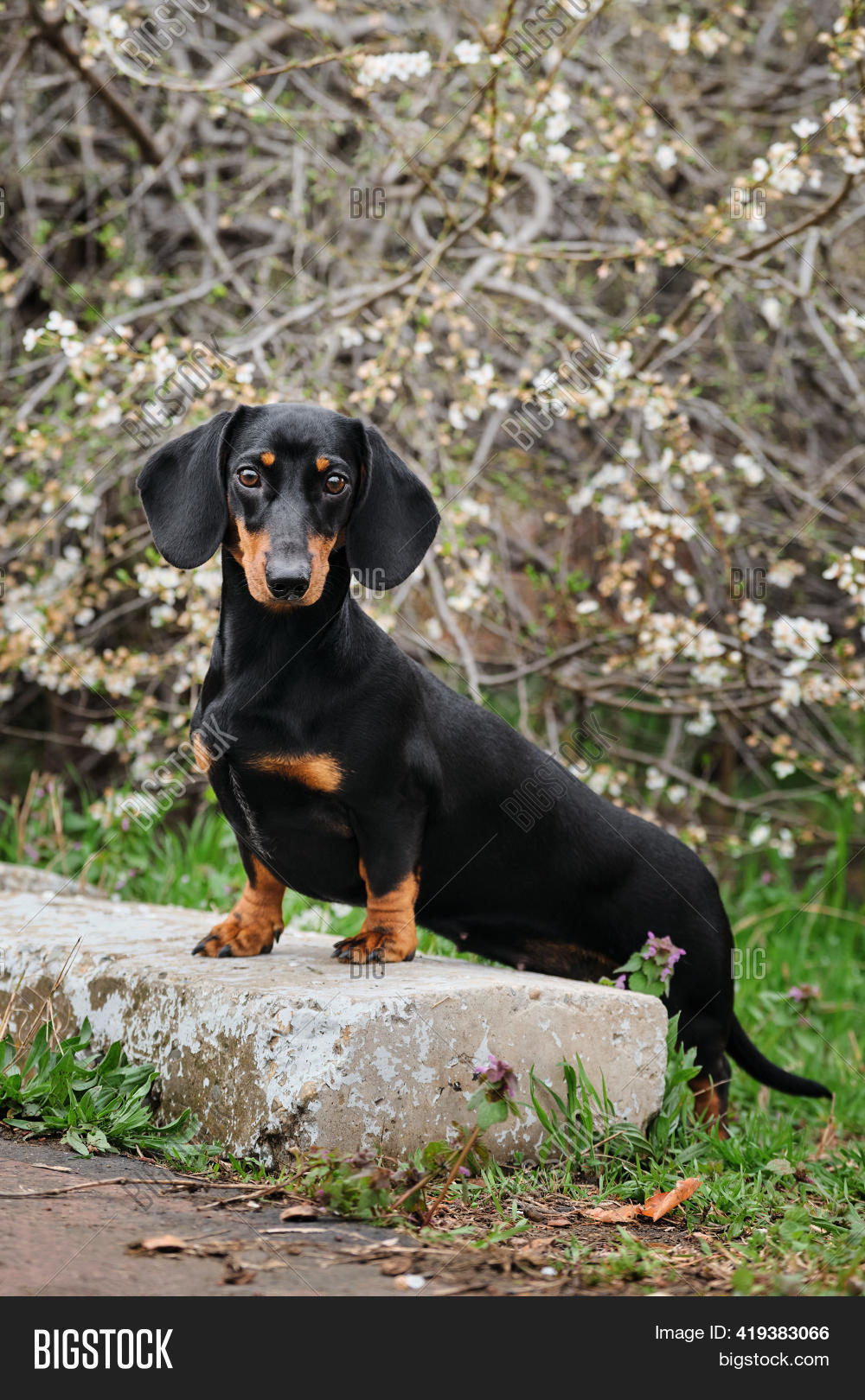 Rabbit Dachshund Teen Image & Photo (Free Trial) | Bigstock