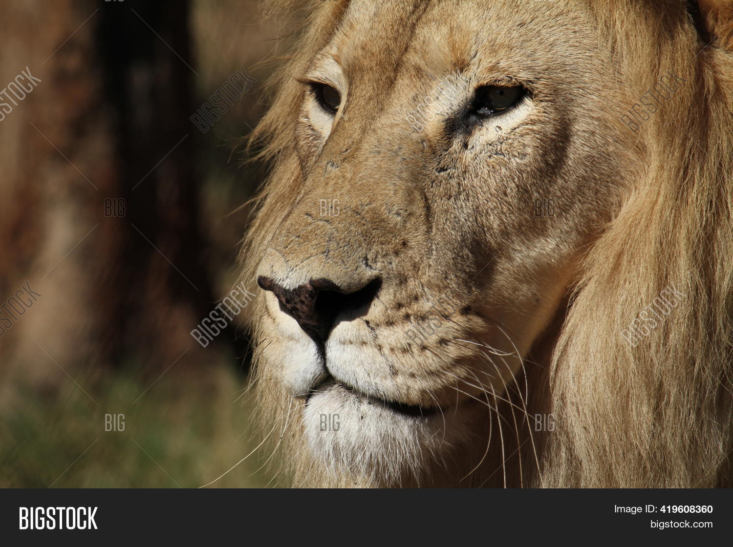 Lion King Jungle, Image & Photo (Free Trial) Bigstock