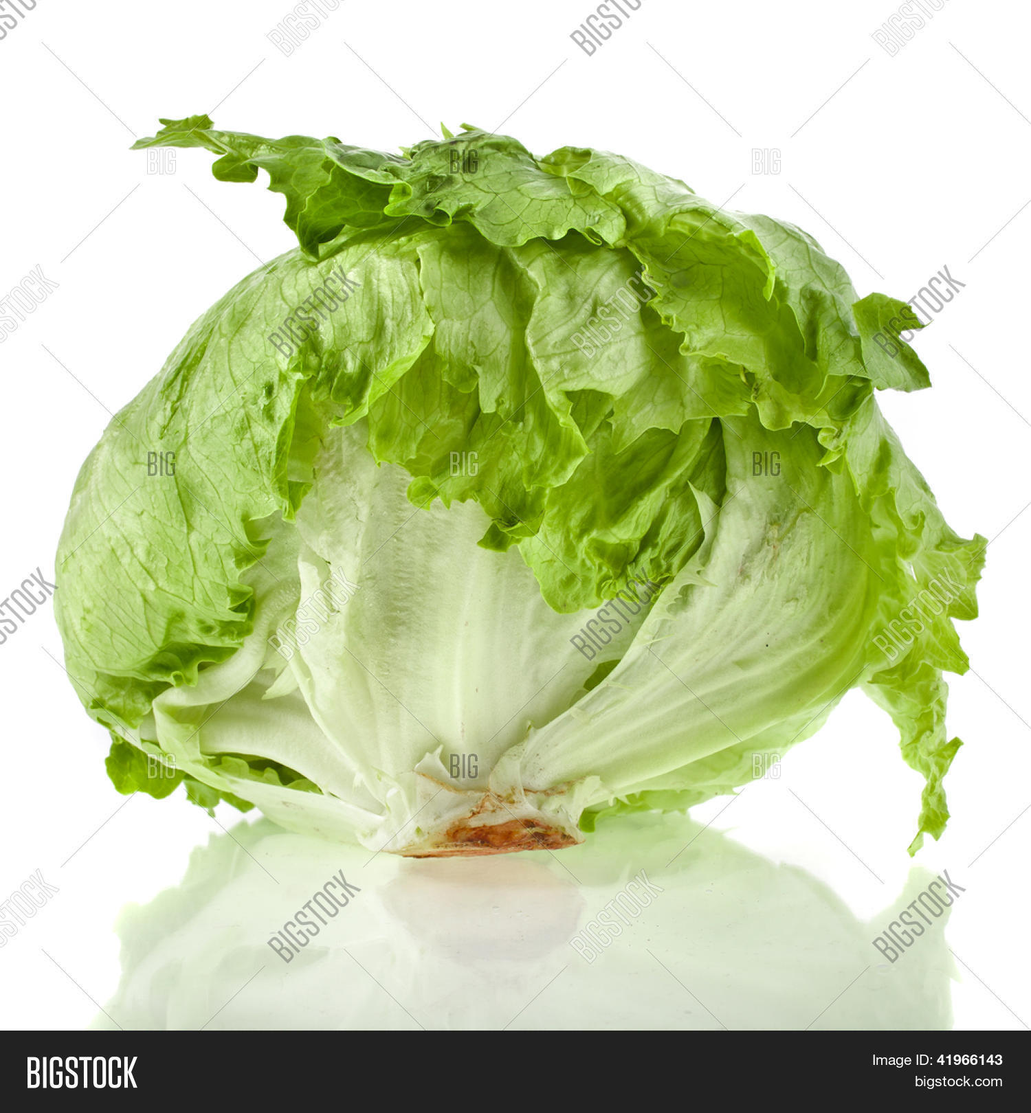 Fresh Iceberg Lettuce Image & Photo (Free Trial) Bigstock