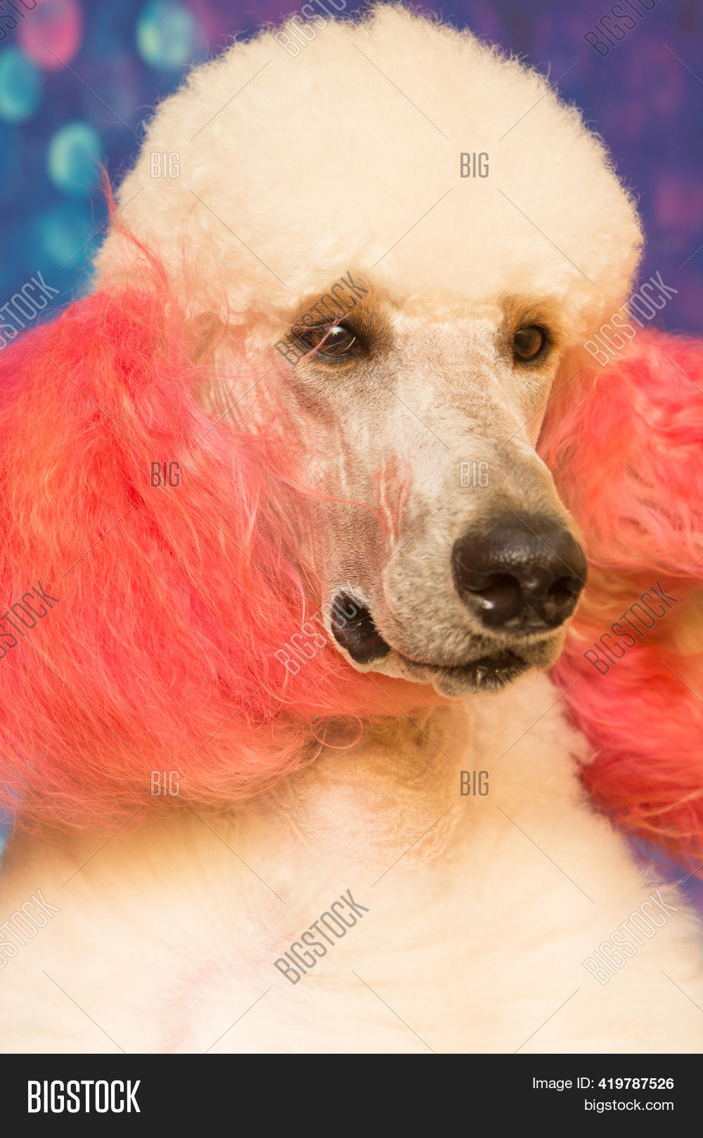 poodle muzzle