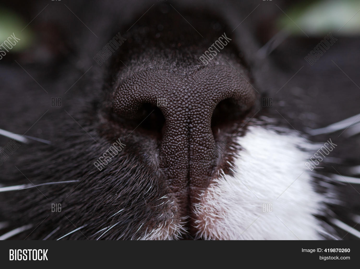 Black Cats Nose White Image & Photo (Free Trial) Bigstock