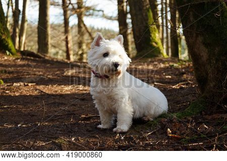 A White West Highland Terrier Dog Sitting Beside A Tree In A Woodland In Scotland