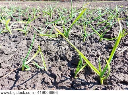 Sprouts Of Garlic Sprouted In The Garden Bed. Spring, Sunny Day, Gardening