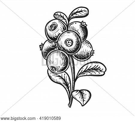 Hand Drawn Sketch Black And White Cranberry Branch, Fruit, Leaf. Vector Illustration. Elements In Gr