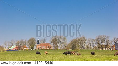 Cows In Front Of The Village Of Fransum In Groningen, Netherlands