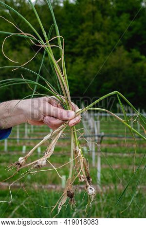 A Bunch Of Freshly Picked Wild Onion