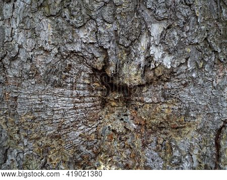 The Layered Bark Of A Pine Is Rough. Folds Extend From The Wound In Different Directions. Natural Ba