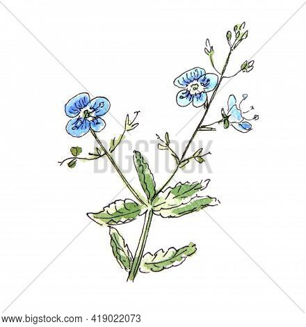 Watercolor Sketch A Branch Of Tender Blue Forget-me-nots Isolated On A White Background