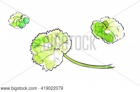 Watercolor Drawing Pelargonium Three Green Leaves Isolated On A White Background
