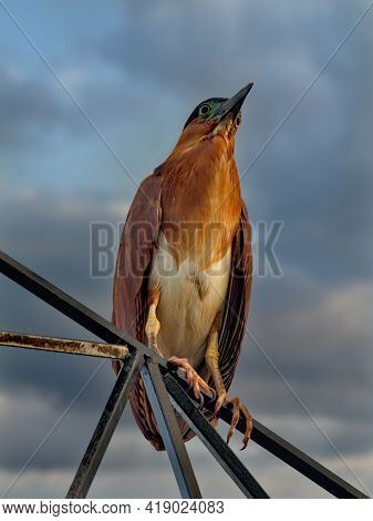 Malaysia. Semporna Fish Market. The Caledonian Croaker Watches For Fish Lost Or Discarded By Vendors