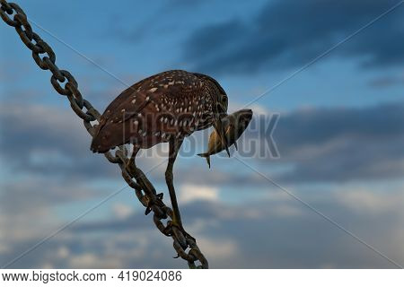 Malaysia. Semporna Fish Market. The Caledonian Croaker Watches For Fish Lost Or Discarded By Vendors