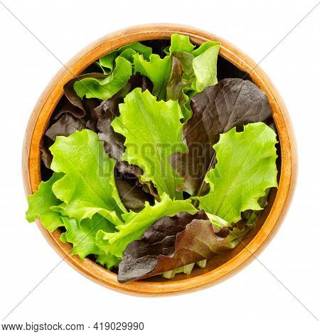 Loose Leaf Lettuce In A Wooden Bowl. Fresh Picked Green And Red Leaves Of Pluck Lettuce, Also Pick O