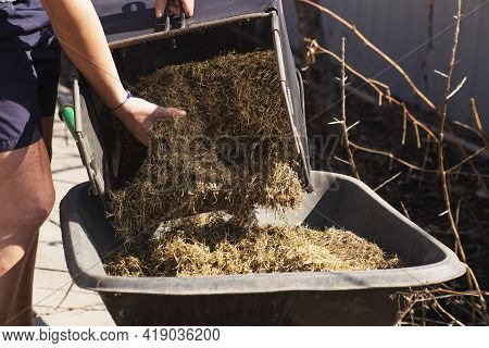 A Wheelbarrow Cart Filled With Dry Grass Cleans The Garden And Lawn Of Dry Grass In The Spring Or Fa