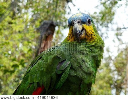 Blue-fronted Amazon Parrot (amazona Aestiva) In The Wild Nature