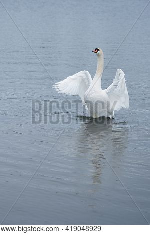 White Swan On The Baltic Sea Coast In Finland