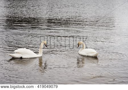 White Swan Family On The Baltic Sea Coast In Finland
