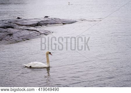 White Swan On The Baltic Sea Coast In Finland