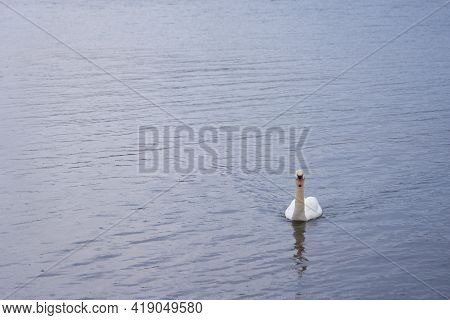 White Swan On The Baltic Sea Coast In Finland