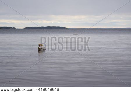 White Swan On The Baltic Sea Coast In Finland