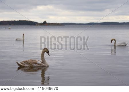 White Swan Family On The Baltic Sea Coast In Finland