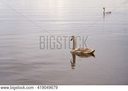 White Swan On The Baltic Sea Coast In Finland