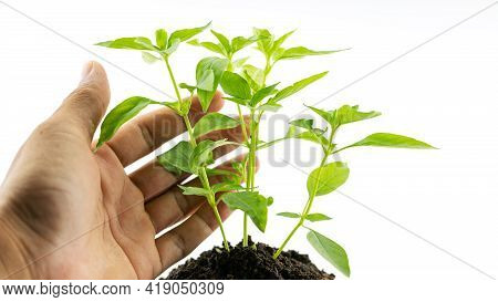 Hand Man Holding A Plant Green Tree Giving Meaning Of Environmental Stewardship Tree Isolated On Whi