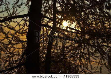 Sonnenuntergang im Wald