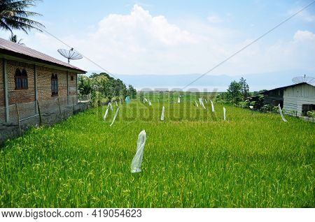Landscape Farmland And Indonesian People Transplant Seeding Paddy Or Rice Field In Countryside And M