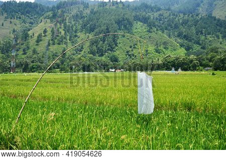 Landscape Farmland And Indonesian People Transplant Seeding Paddy Or Rice Field In Countryside And M