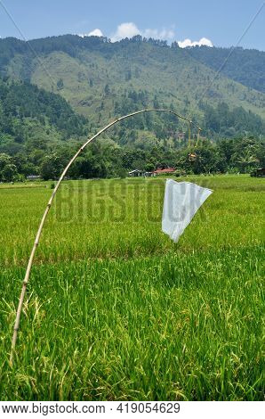 Landscape Farmland And Indonesian People Transplant Seeding Paddy Or Rice Field In Countryside And M