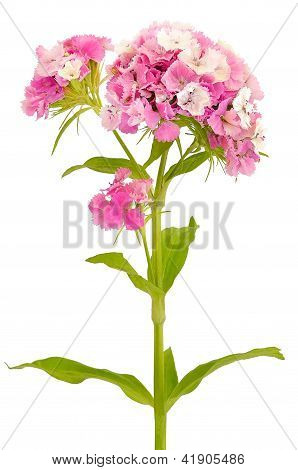ダイアンサス Barbatus 花