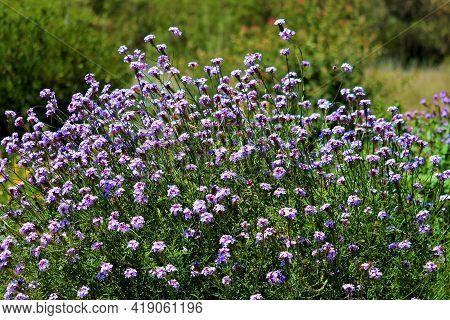 Chaparral Plants And Wildflowers During Spring Taken On A Grassy Field At A Chaparral Woodland In Th