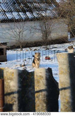Dog On A Chain Sitting In The Middle Of The Yard Looking At The Camera Very Rural Area