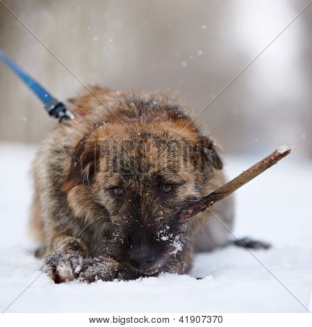 Лохматый Mongrel грызет палкой