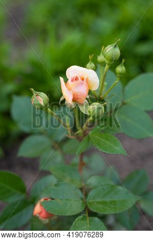 A Nostalgic Hybrid Of The Chippendale Tea Rose. A Beautiful Bud Of Yellow-pink Roses In The Summer G