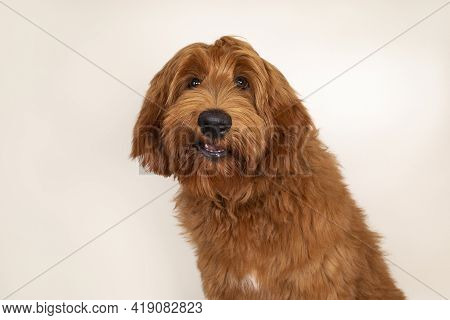 Head Shot Of Handsome Male Apricot Or Red Australian Cobberdog Aka Labradoodle. Looking Friendly Tow