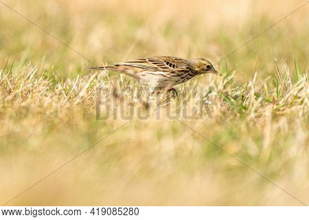 Tawny Pipit, Meadow Pipit Sitting In The Grass Of A Meadow. Small Brown Passerine Bird With A Stripe
