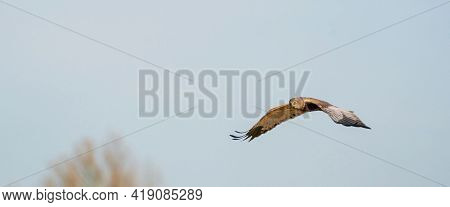 The Marsh Harrier Flies Against A Beautiful, Blue Clouded Sky, Looking For Prey. Social Media, Cover