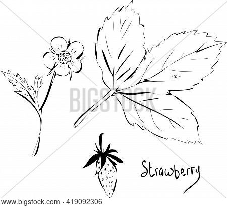 Vector Drawing Wild Strawberry Flower Leaf And Berry