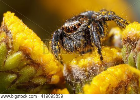 Jumping Spider Sticked With Yellow Pollen On The  Yellow Flower