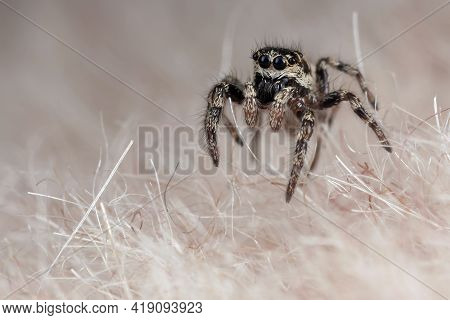 Amall Funny Little Spider On A Synthetic Fur